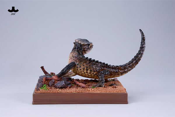 JXK 紅眼鷹蜥 Tribolonotus gracilis (預購商品)