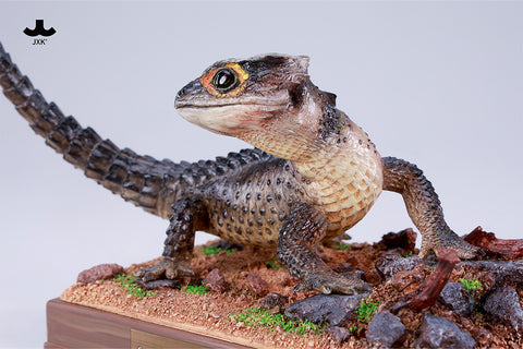 JXK 紅眼鷹蜥 Tribolonotus gracilis (預購商品)
