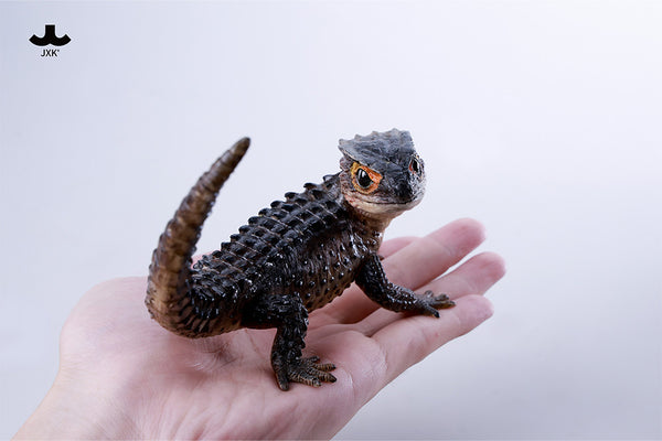 JXK 紅眼鷹蜥 Tribolonotus gracilis (預購商品)