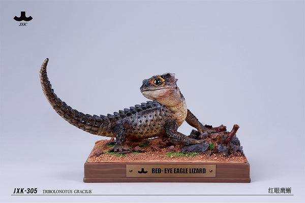 JXK 紅眼鷹蜥 Tribolonotus gracilis (預購商品)